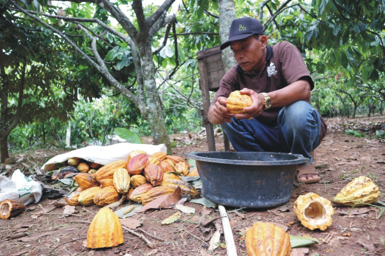 Pak Samidi, Petani Kakao Desa Wisata Nglanggeran yang Menginspirasi