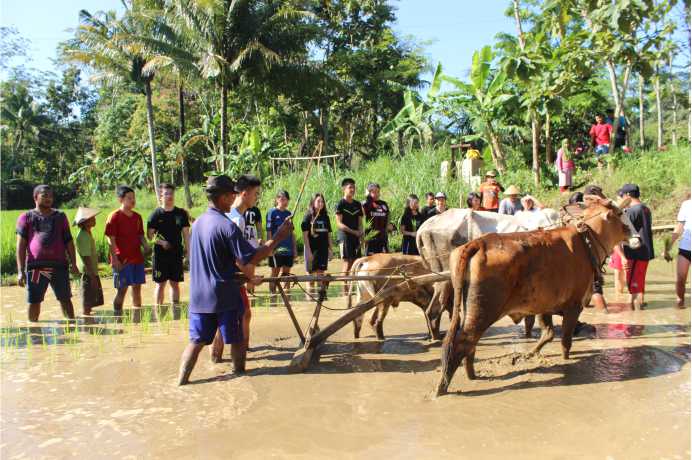 Agrowisata: Peternakan Kambing Etawa sebagai Atraksi Wisata