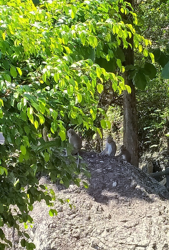 Monyet Ekor Panjang, Primata Penghuni Gunung Api Nglanggeran