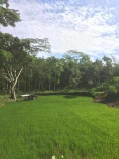 Legenda Kampung Pitu 