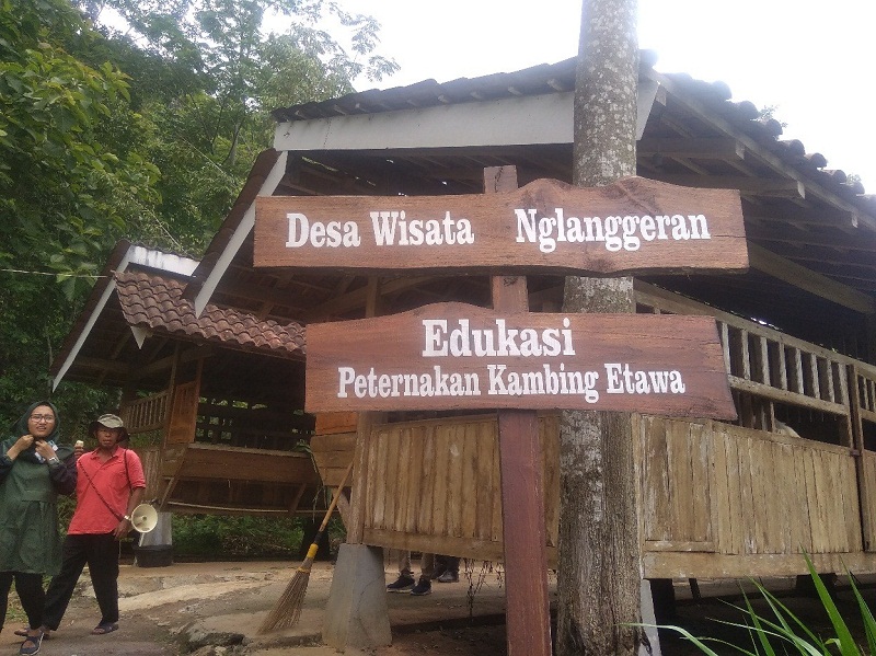 Wisata Ternak Kambing Etawa di Nglanggeran