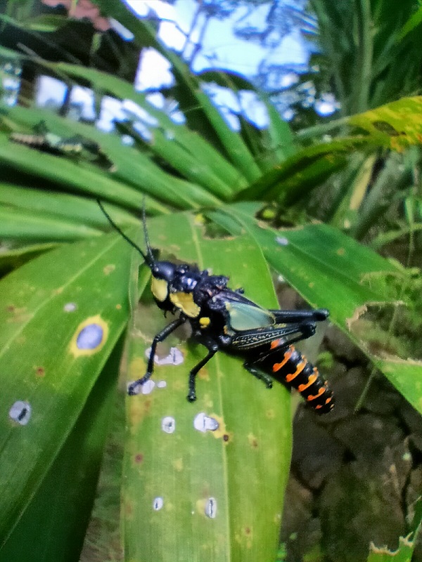 Satwa langka penghuni Gunung Api Purba