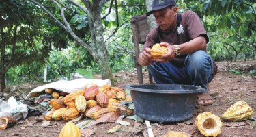Pak Samidi, Petani Kakao Desa Wisata Nglanggeran yang Menginspirasi