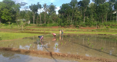 Menanam padi