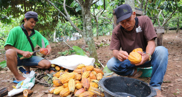 Tanaman Kakao Petani Harus Sehat