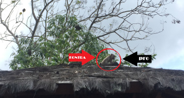 PRO DAN KONTRA KEBERADAAN MONYET DI GUNUNG API PURBA