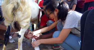 Manfaat Susu Kambing Etawa