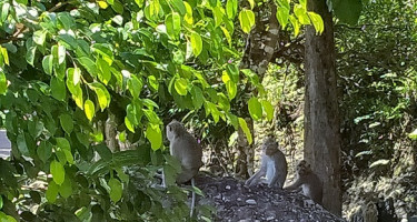 Monyet Ekor Panjang, Primata Penghuni Gunung Api Nglanggeran