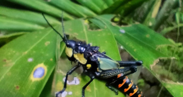  Satwa langka penghuni Gunung Api Purba