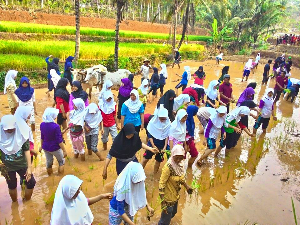 Belajar menanam Padi aktivitas Live In paling diminati