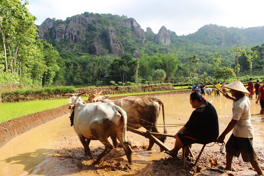 Bajak Sawah sambil bermain bersama sapi