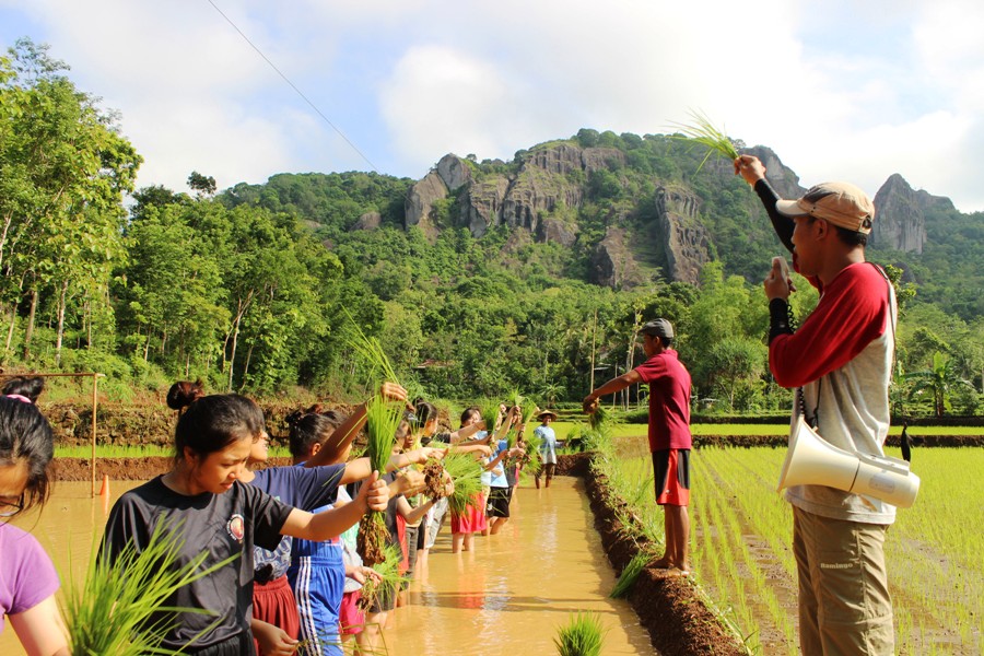 Belajar menanam padi
